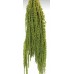 AMARANTHUS HANGING PRESERVED Light Green